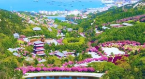 4月20日至5月5日威海赤山景區(qū)邀您共度浪漫櫻花季！